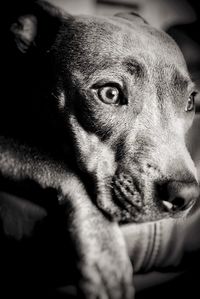 Close-up of dog looking away