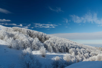 Snow covered plants against sky