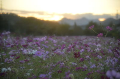 Close-up of pink flowering plants on field during sunset