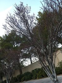 Low angle view of trees against clear sky