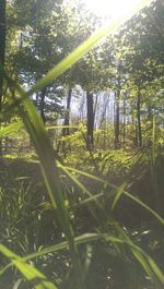 Low angle view of plants against trees