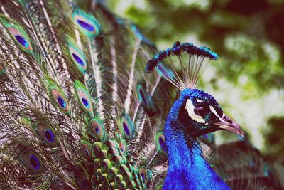 Close-up of peacock