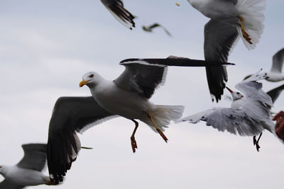 Low angle view of seagulls flying in sky