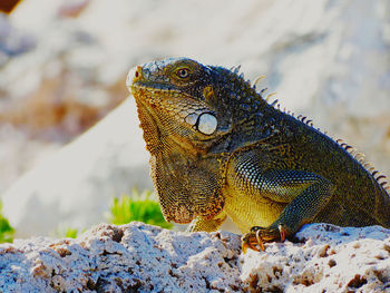 Close-up of a lizard on rock