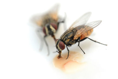 Close-up of fly on white background