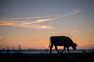 Silhouette horse grazing on field against sky during sunset