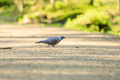 Close-up of bird against blurred background