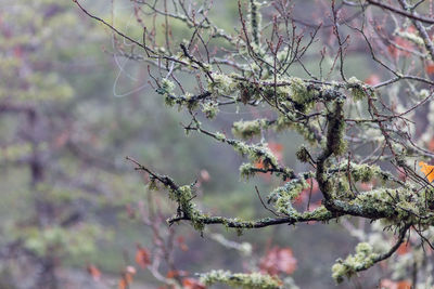 Close-up of tree branch