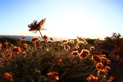 Close-up of flowering plants on field against clear sky