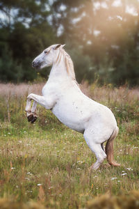 Pura raza espanola - gelding on a field