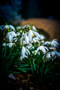 Close-up of white flowers