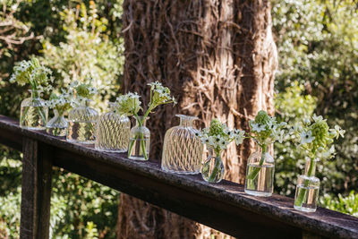 Potted plants on railing