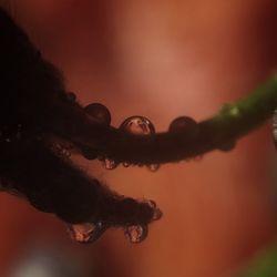 Close-up of water drop against sky during sunset