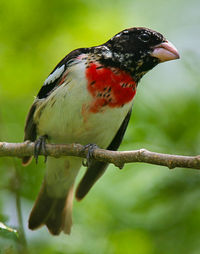 Close-up of bird perching on branch