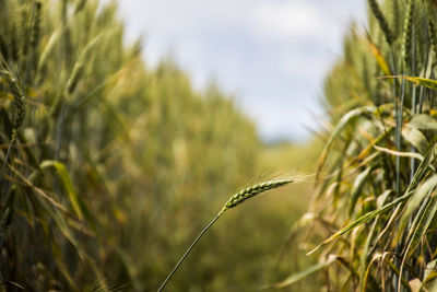 Close-up of wheat growing on field