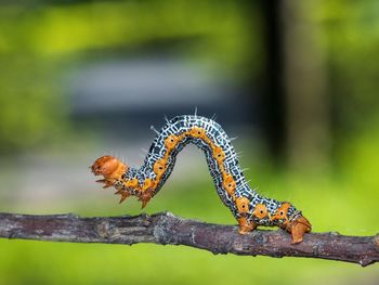 Crawling caterpillar