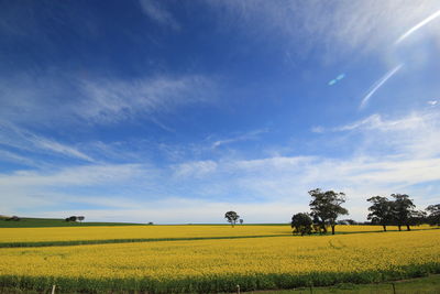 Scenic view of canola  field against sky