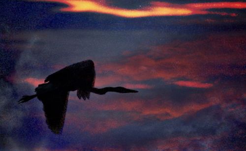 Low angle view of silhouette bird flying against sky at sunset