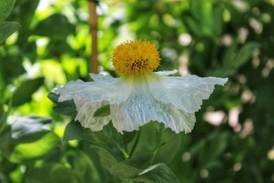 Close-up of white flowering plant