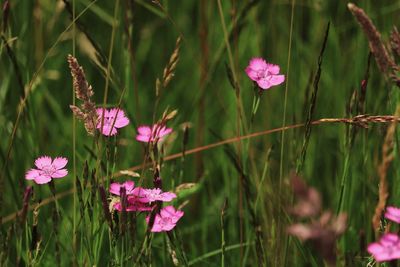 Close-up of pink flowering plants on field