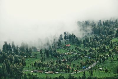 Panoramic shot of trees on field against sky