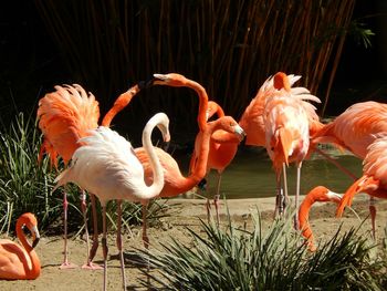 Birds in water