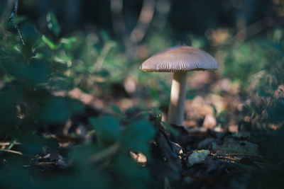 Close-up of mushroom growing on land