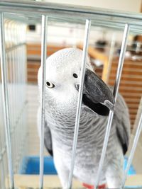 Close-up of parrot in cage