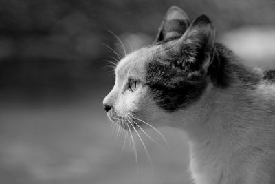 Close-up of cat looking away