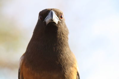 Close-up of a bird looking away