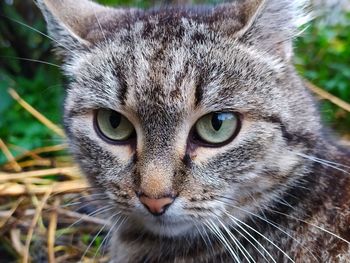 Close-up portrait of a cat