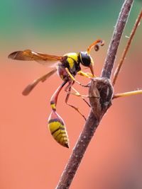 Close-up of insect