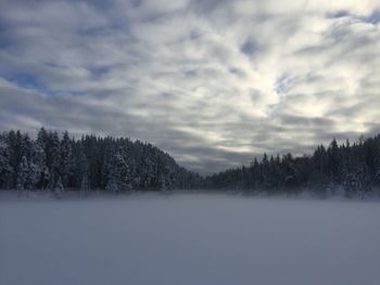 Trees on snow covered land against sky