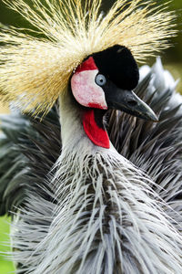 Close-up of bird against blurred background