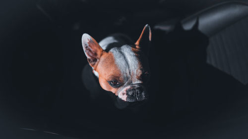 Close-up of dog over black background