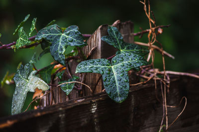 Close-up of fresh green ivy leaves on plant