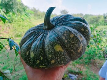 Close-up of hand holding leaf