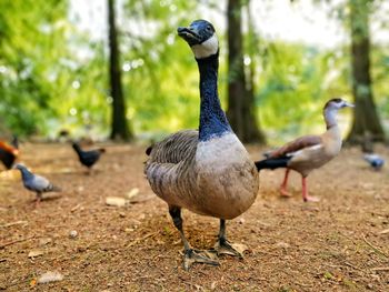 Ducks on a land