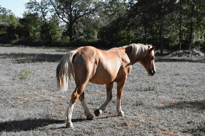 Full length of brown horse walking on field