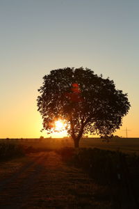 Tree on field against clear sky during sunset