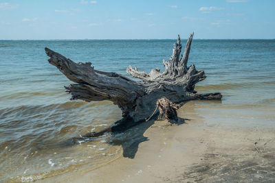 Driftwood on beach