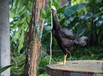 Close-up of bird perching on tree trunk