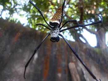 Close-up of spider on web