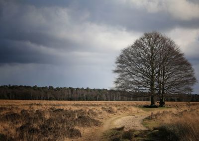 Bare tree on field against sky