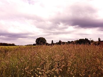 Scenic view of agricultural field against sky