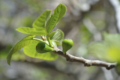 Isolated delicious green italian figs plant leaves branch,fico bianco of cilento,healthy fruit 