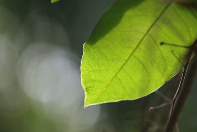 Close-up of green leaves