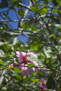 Close-up of pink flower