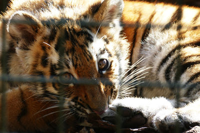 Close-up of cat