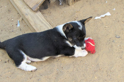 Puppy sitting outdoors